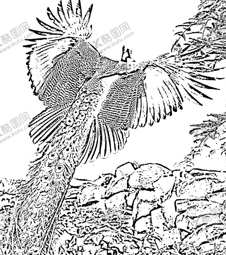 编号：67823110071553182876【酷图网】源文件下载-孔雀