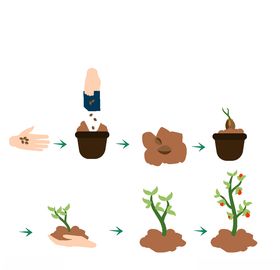 种植植物过程