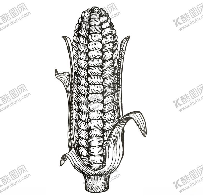 编号：18126211011548002422【酷图网】源文件下载-蔬菜