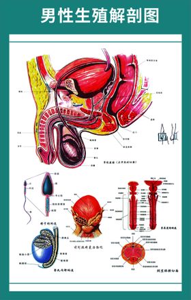 男性生殖系统解析图