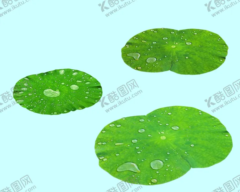编号：60738509171358287280【酷图网】源文件下载-水滴荷叶 碧玉