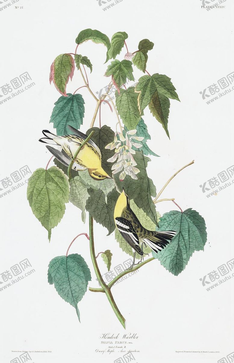 编号：32215212041314481656【酷图网】源文件下载-油画