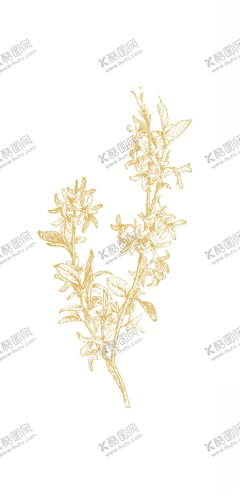 编号：89294302211740019939【酷图网】源文件下载-连翘