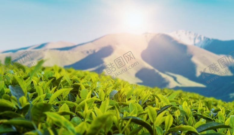 编号：63853710231238516985【酷图网】源文件下载-绿茶背景