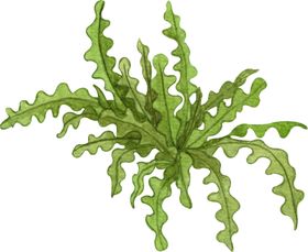 绿植水彩插画