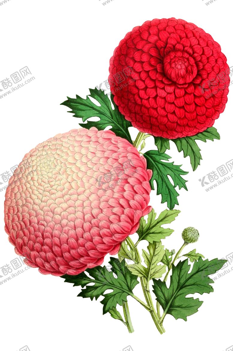编号：36225506240621206436【酷图网】源文件下载-复古鲜花植物装饰图案