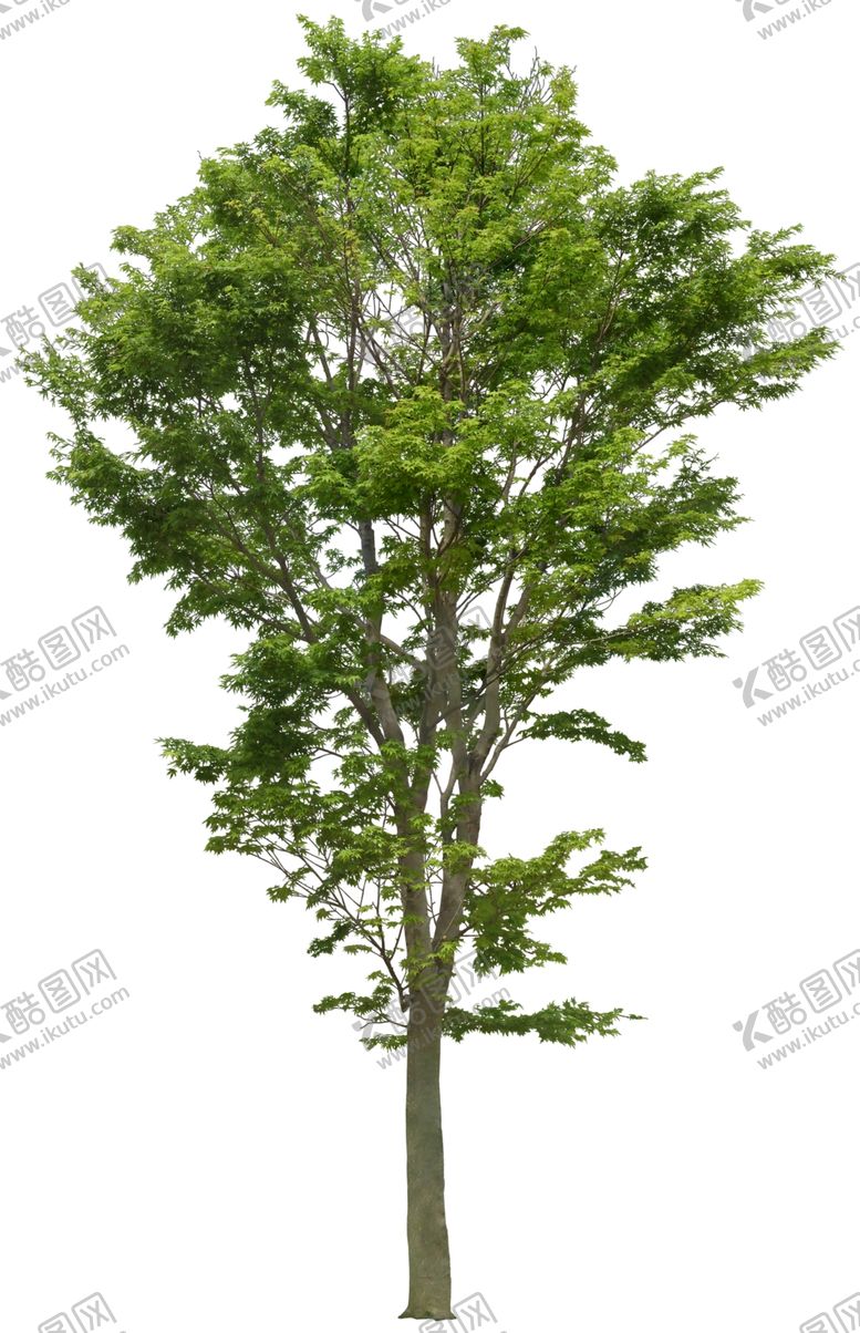 编号：59293409202043238710【酷图网】源文件下载-免扣植物树木素材图片