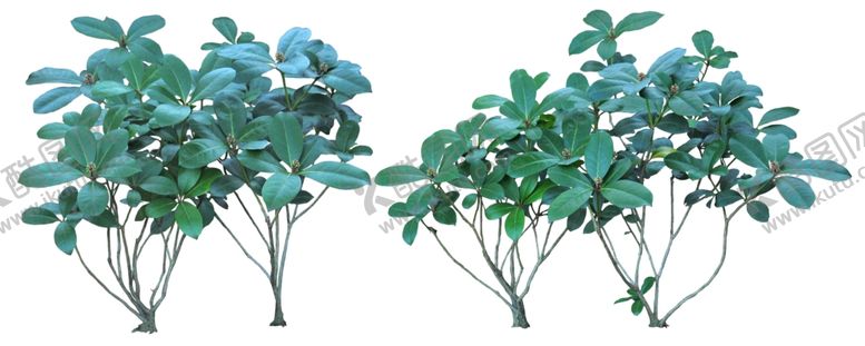 编号：56931906160704333941【酷图网】源文件下载-免扣植物素材图片