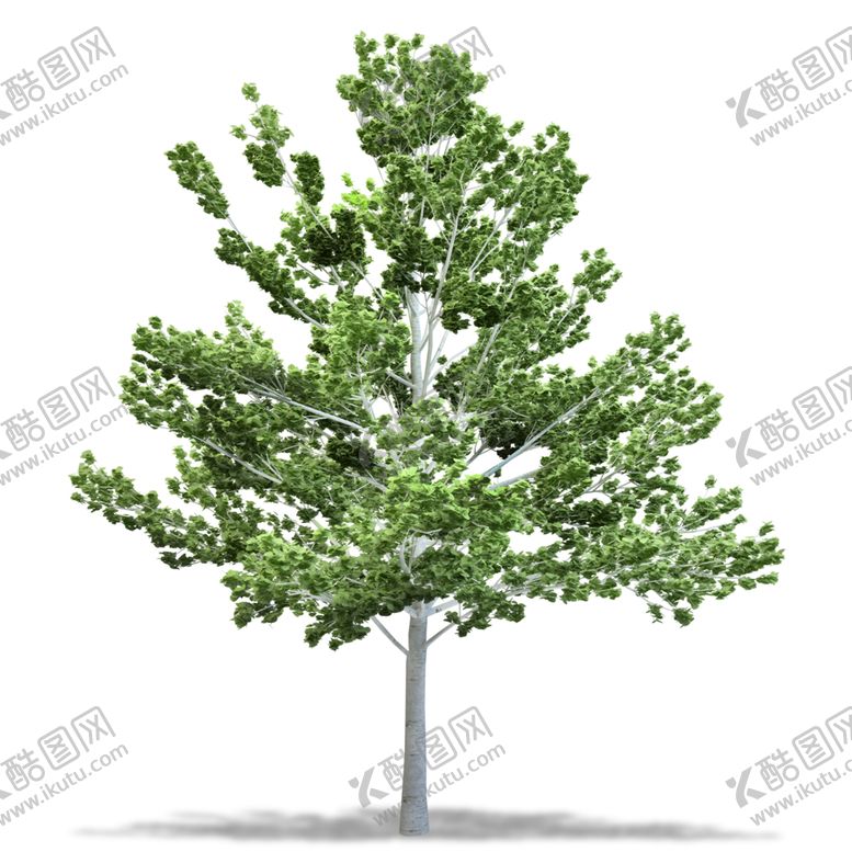 编号：37597810051550562154【酷图网】源文件下载-水杉