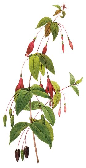 植物花卉油画装饰画