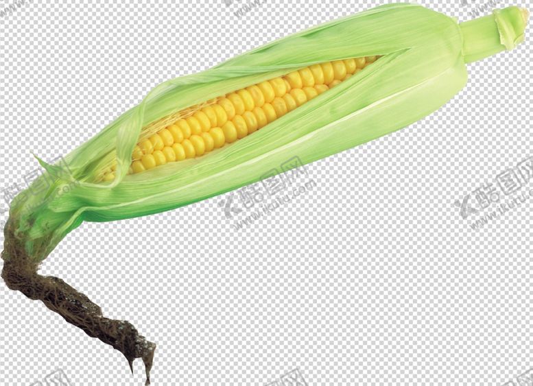 编号：21842409290737076067【酷图网】源文件下载-玉米