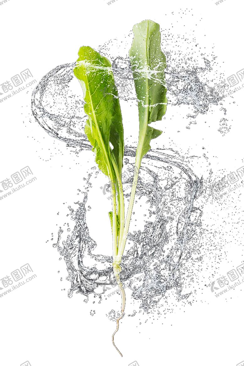 编号：24114611012021418362【酷图网】源文件下载-水花