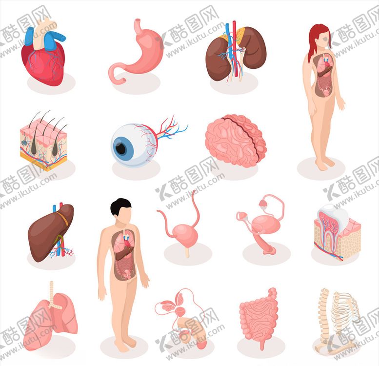 编号：99264206280041572706【酷图网】源文件下载-身体器官