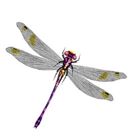 蜻蜓