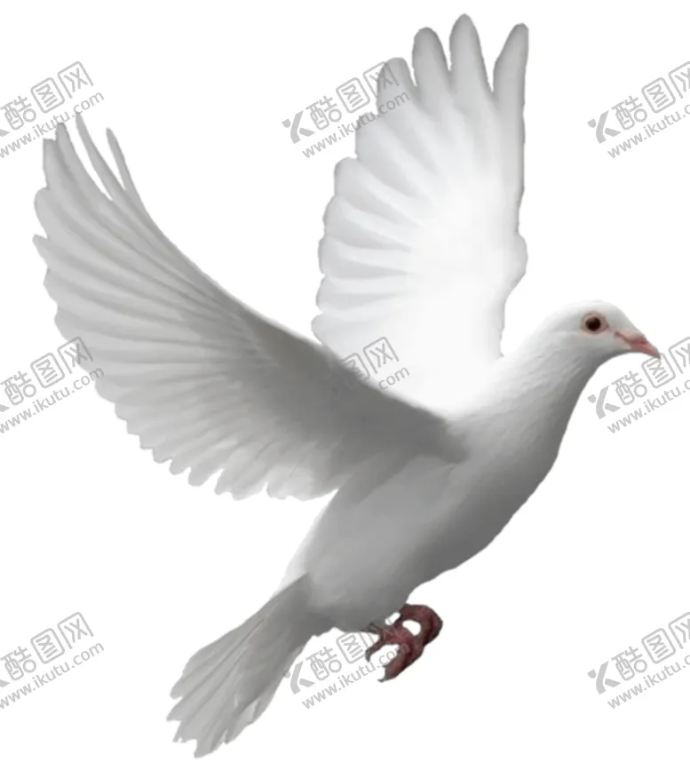 编号：28214804161157475944【酷图网】源文件下载-鸽子