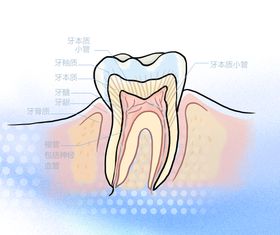 身体结构