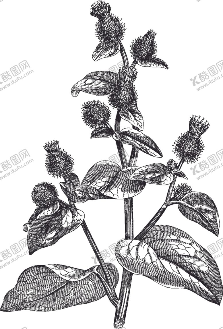 编号：26263307020125339238【酷图网】源文件下载-Ai矢量中草药素材