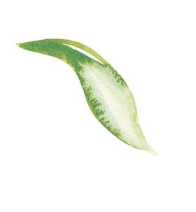 水彩植物花朵图案