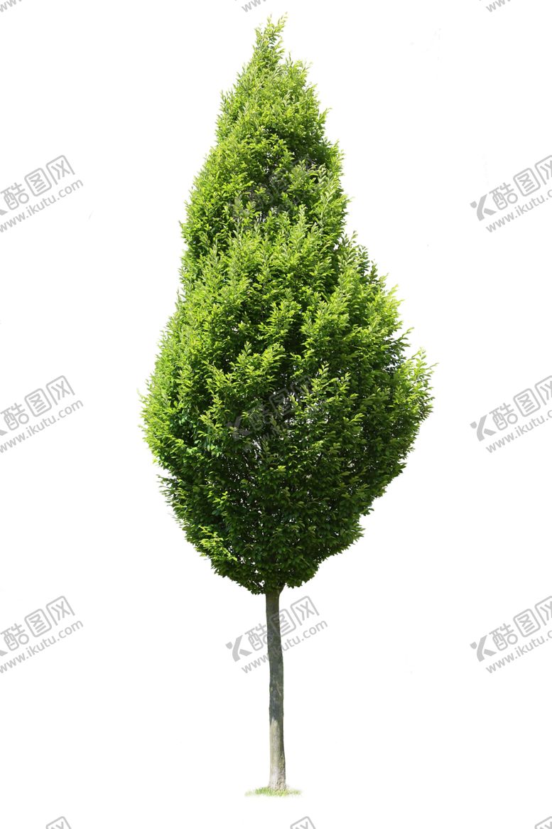 编号：30805701290754461764【酷图网】源文件下载-植物元素树木大树
