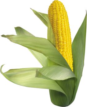 玉米