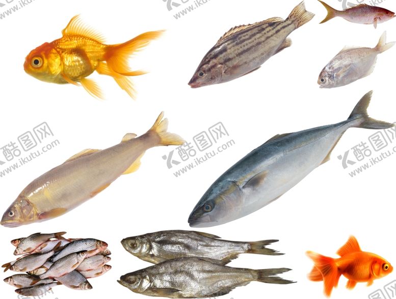 编号：95014309210941283444【酷图网】源文件下载-鱼png免扣高清素材