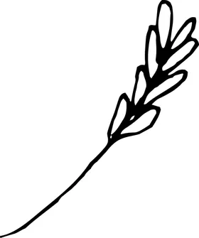 手绘植物枝干