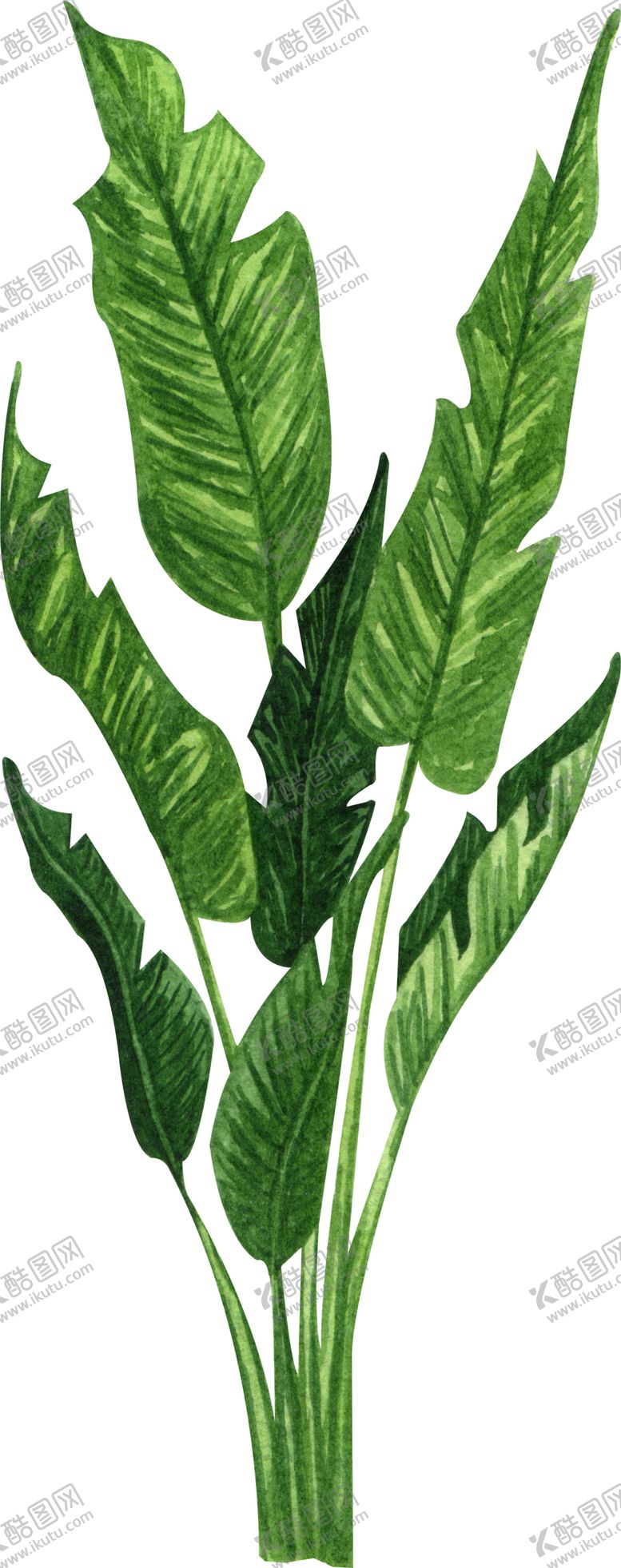 编号：49098105132142054996【酷图网】源文件下载-绿植水彩插画