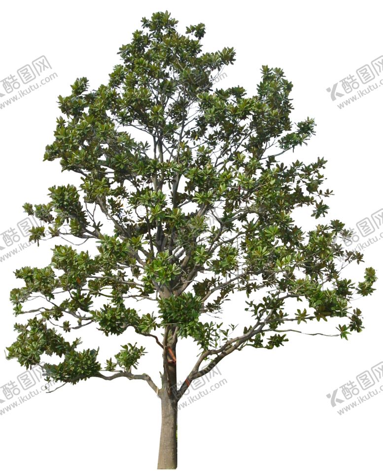 编号：78271810311842408246【酷图网】源文件下载-高清树单体