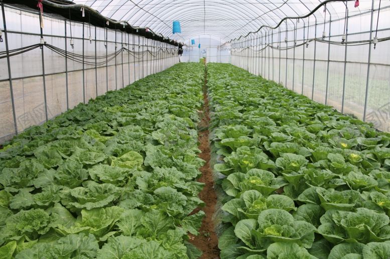 编号：82721011022025045798【酷图网】源文件下载-大棚蔬菜