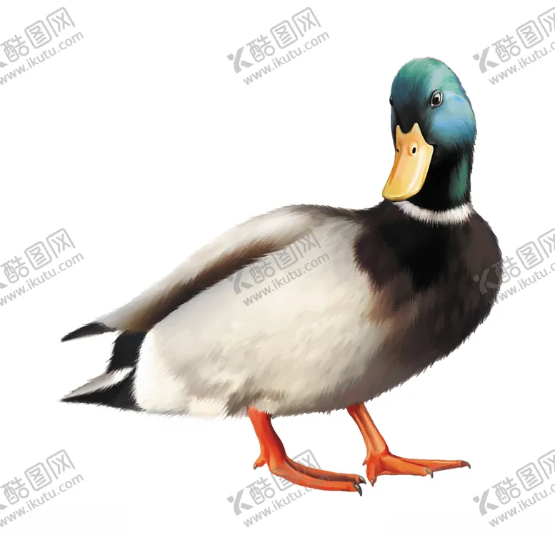 编号：68071406270053085360【酷图网】源文件下载-鸭子