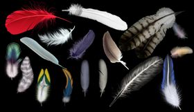 羽毛png免扣图片