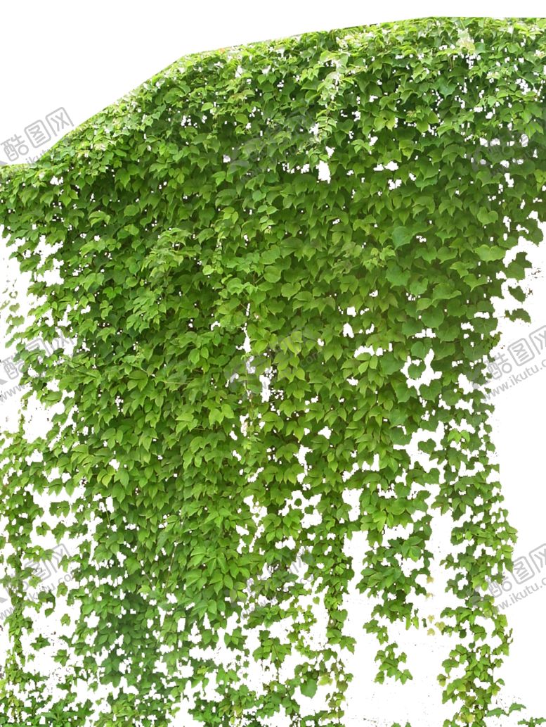 编号：25578310162328182269【酷图网】源文件下载-爬山虎