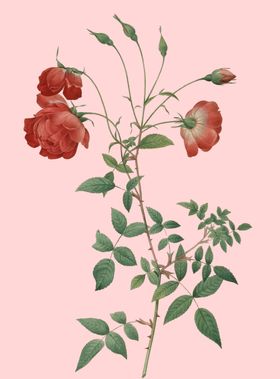 花卉植