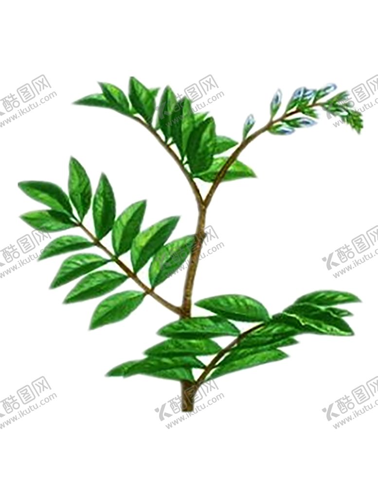 编号：70864409240341012590【酷图网】源文件下载-绿色装饰