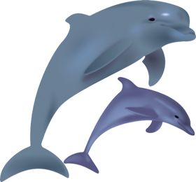 海豚