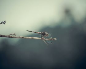 蜻蜓