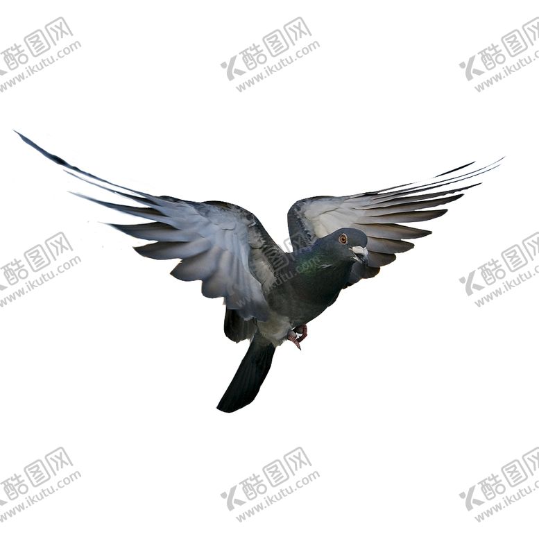 编号：91184110121032046038【酷图网】源文件下载-鸽子