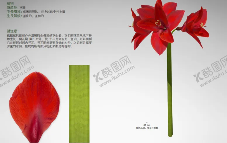 编号：42336201190645453002【酷图网】源文件下载-C4D模型 孤挺花