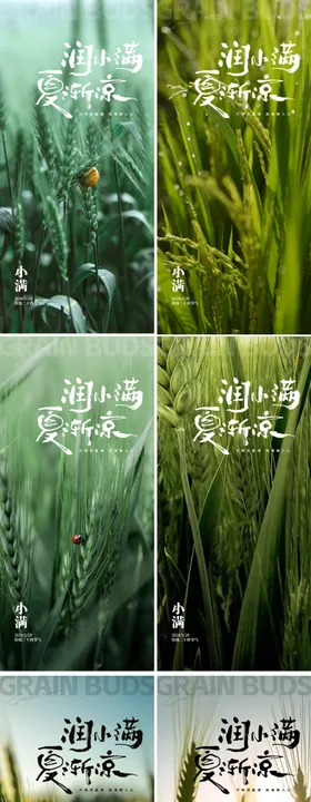 小满节气系列海报麦穗风景稻穗