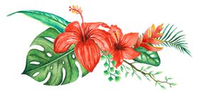 清新水彩植物树叶插画