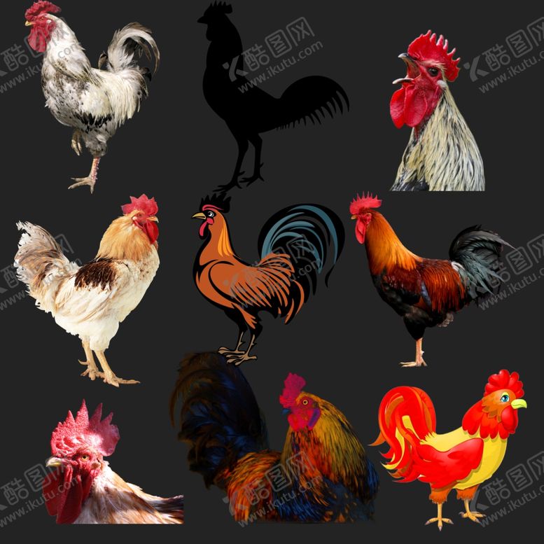 编号：54871309110918215645【酷图网】源文件下载-公鸡png免扣图片