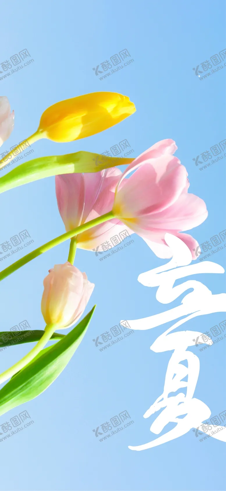 编号：30296509281214214821【酷图网】源文件下载-立夏荷花