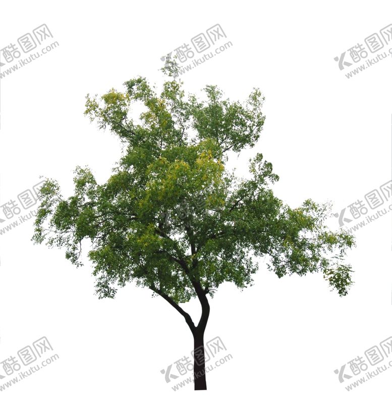 编号：32216610181221558774【酷图网】源文件下载-树单体