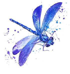 蜻蜓