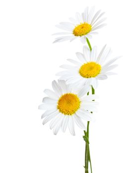 春天 白色雏菊 鲜花 4K壁纸