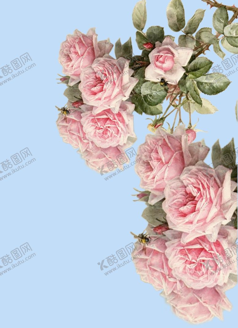 编号：44394610251709106845【酷图网】源文件下载-玫瑰花