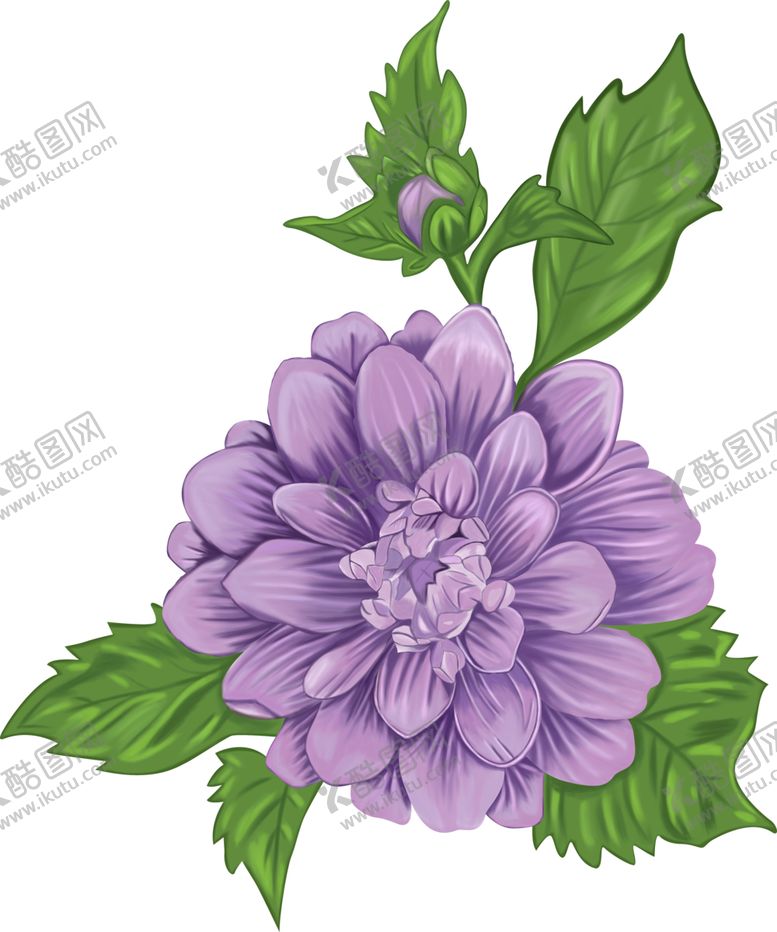 编号：42563209260232035486【酷图网】源文件下载-紫色大花