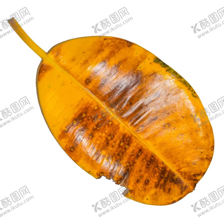 编号：30737410081445284587【酷图网】源文件下载-树叶