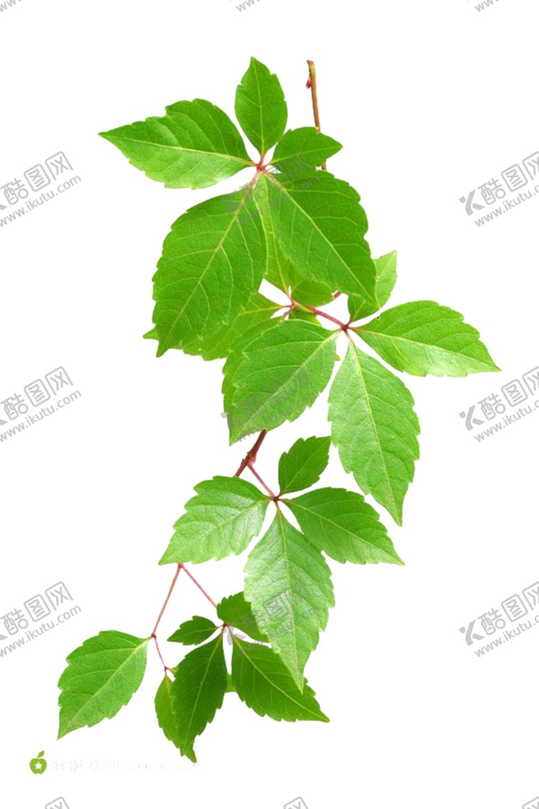 编号：75218110261255216128【酷图网】源文件下载-树叶素材