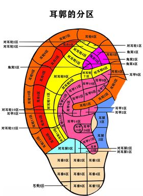 耳郭分区图（未转曲）